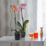 10 stuks plantenkooi steunringen planten, plantenhouders, metalen roest, plantensteunstaven voor tuin, plantensteunen met 10 plantenclips voor amaryllis orchideeën, hortensia's