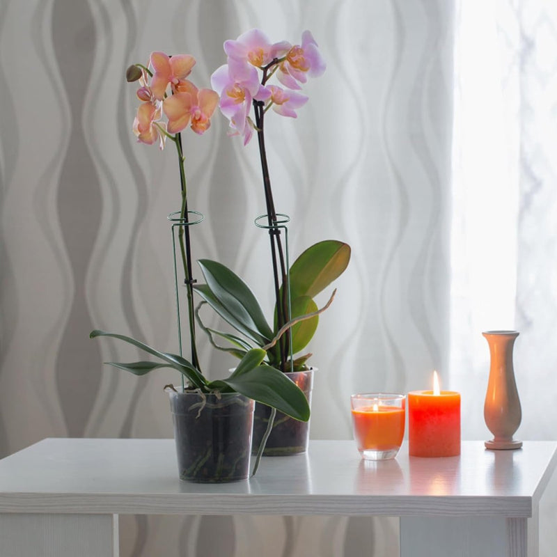 10 stuks plantenkooi steunringen planten, plantenhouders, metalen roest, plantensteunstaven voor tuin, plantensteunen met 10 plantenclips voor amaryllis orchideeën, hortensia's