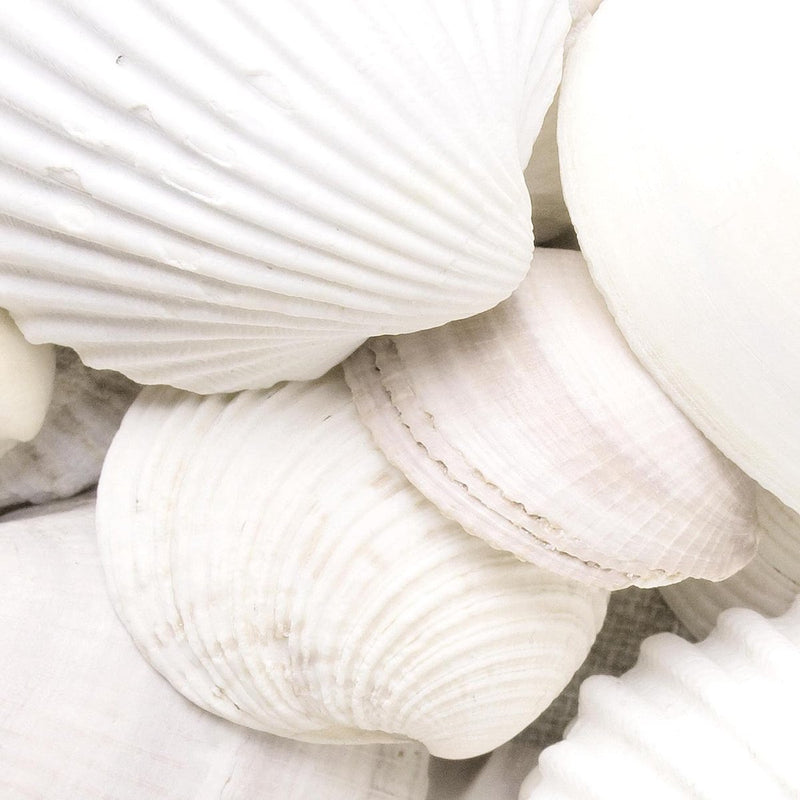 Klaar om op te hangen - wandafbeeldingen set schelpen zand - collage woonkamer N001735a, 30x40 cm - 3 foto's