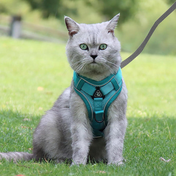 Kattentuig en kattenriemset, automatisch intrekbare hondenriem met tuigje voor katten, ontsnappingsbestendige kattenriem, kattentuigjeset met riem voor katten, kittens, honden