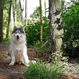 Verstelbare hondenriem met reflecterende strepen Multifunctionele lijn hoge kwaliteit trainingslijn lengte 200 cm zwart