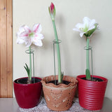 10 stuks plantenkooi steunringen planten, plantenhouders, metalen roest, plantensteunstaven voor tuin, plantensteunen met 10 plantenclips voor amaryllis orchideeën, hortensia's