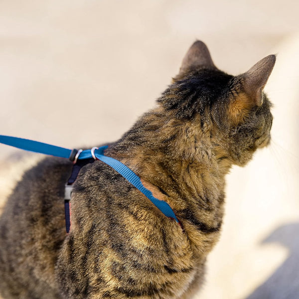 Kattentuigje, met elastische bungee-riem, voor wandelingen met uw kat, maat L, blauw