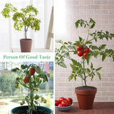 10 stuks plantenkooi steunringen planten, plantenhouders, metalen roest, plantensteunstaven voor tuin, plantensteunen met 10 plantenclips voor amaryllis orchideeën, hortensia's