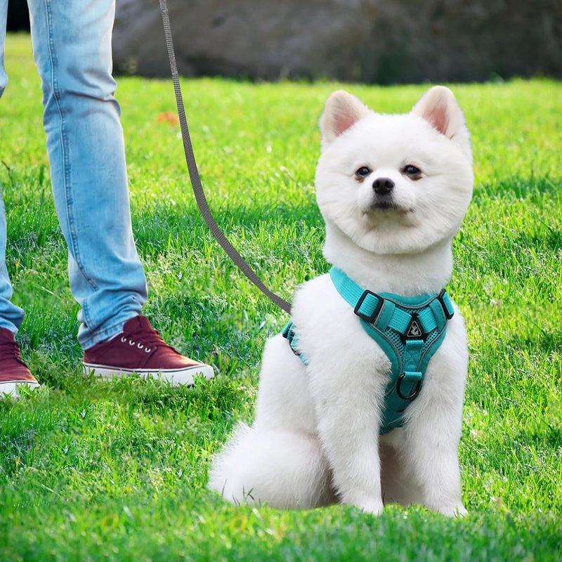 Kattentuig en kattenriemset, automatisch intrekbare hondenriem met tuigje voor katten, ontsnappingsbestendige kattenriem, kattentuigjeset met riem voor katten, kittens, honden