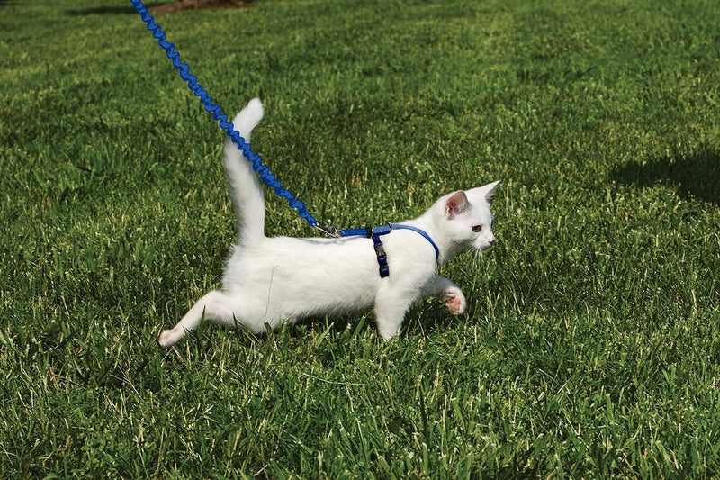 Kattentuigje, met elastische bungee-riem, voor wandelingen met uw kat, maat L, blauw