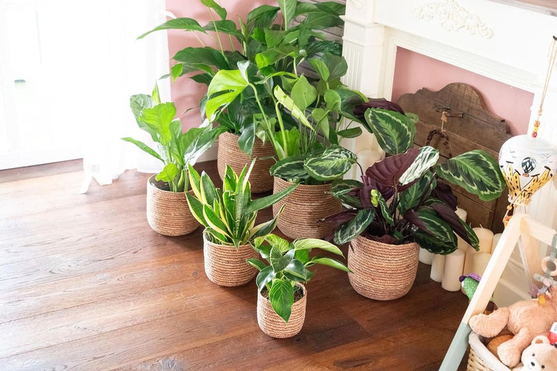 Seegras Bloempot, sierpot, gevlochten, decoratieve plantenmand met folieinzetstuk in boho-stijl, natuur/rood, 21 cm