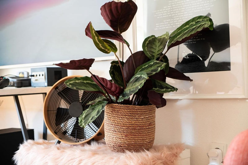 Seegras Bloempot, sierpot, gevlochten, decoratieve plantenmand met folieinzetstuk in boho-stijl, natuur/rood, 21 cm