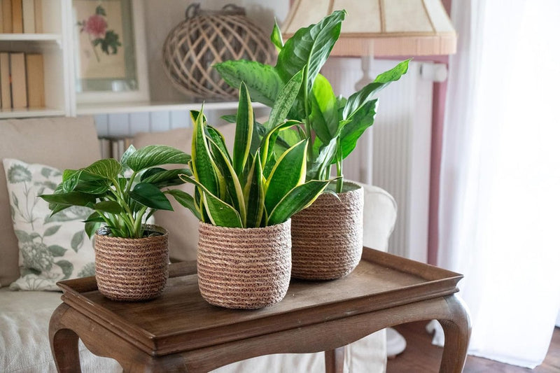 Seegras Bloempot, sierpot, gevlochten, decoratieve plantenmand met folieinzetstuk in boho-stijl, natuur/rood, 21 cm