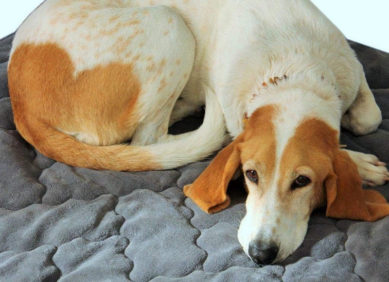 Hoogwaardige hondendeken 60 x 70 cm antraciet voor mensen met allergieën Honden knuffelig zacht