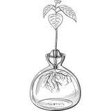 Kweekpot voor avocado's, kastanjes, eikels | Hoge kwaliteit kiemglas, speciaal tuincadeau, kweekset voor zaden, zaden, ziektekiemen