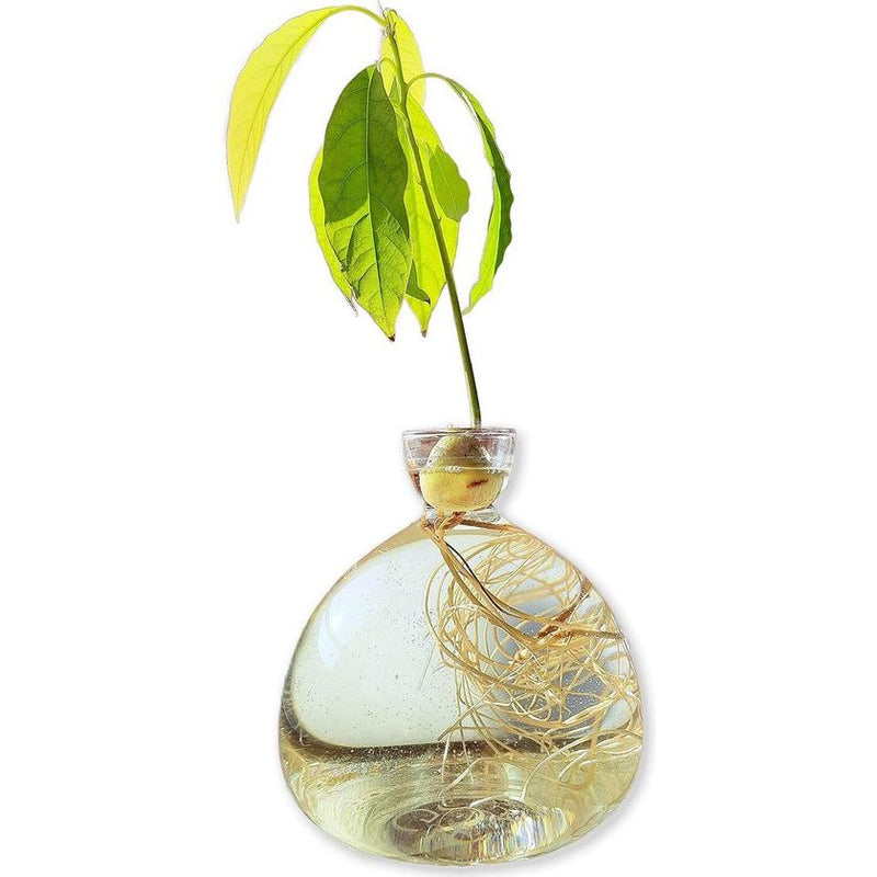 Kweekpot voor avocado's, kastanjes, eikels | Hoge kwaliteit kiemglas, speciaal tuincadeau, kweekset voor zaden, zaden, ziektekiemen