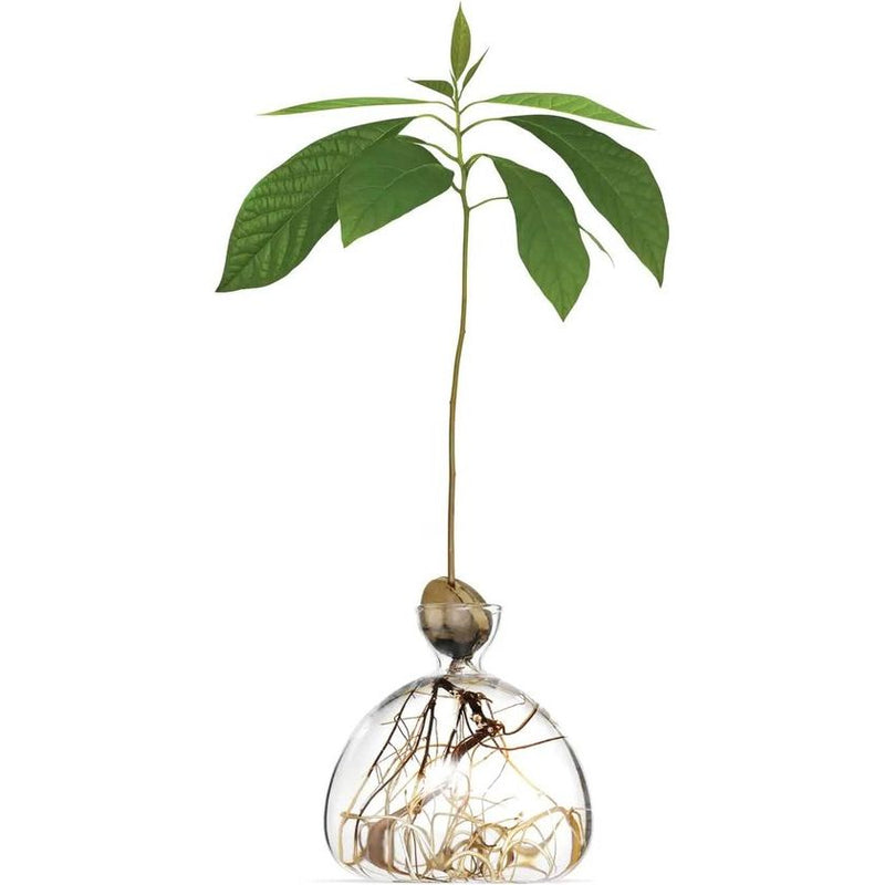 Kweekpot voor avocado's, kastanjes, eikels | Hoge kwaliteit kiemglas, speciaal tuincadeau, kweekset voor zaden, zaden, ziektekiemen