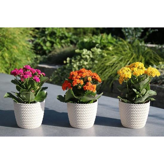 Bloempot, 6 x 10,8 cm, crème-wit, 30% houtgehalte, kunststof plantenpotten, kruidenpotset