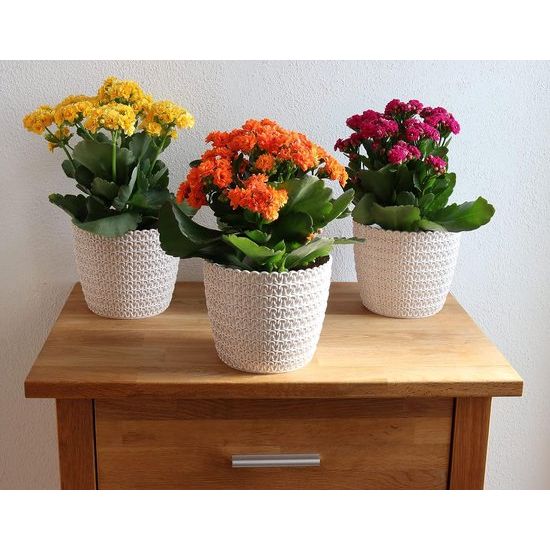 Bloempot, 6 x 10,8 cm, crème-wit, 30% houtgehalte, kunststof plantenpotten, kruidenpotset