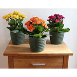 Bloempot, 6 x 10,8 cm, groen, 30% houtaandeel, kunststof plantenpotten, kruidenpotset