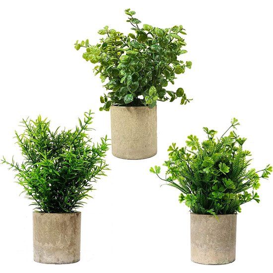 Set van 3 Groen Assortiment Shamrock Buxus en Rozemarijn Planten Plastic in Papieren Potten voor Thuiskantoor Tuin