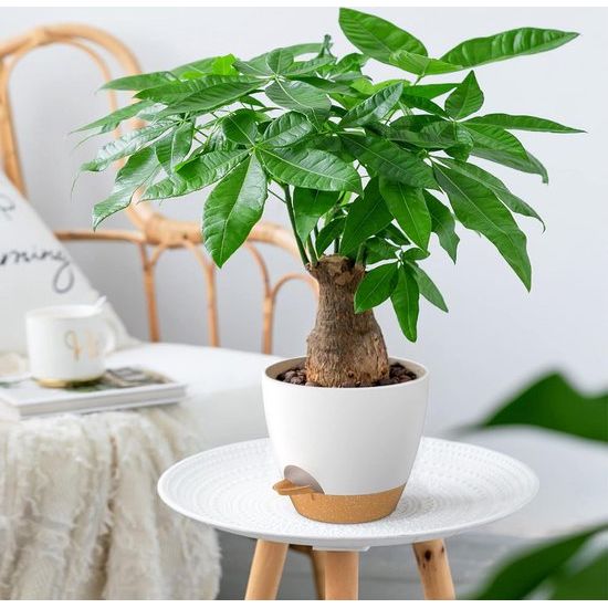 20 cm plantenpotten met irrigatielip, zelfbewaterende plantenpotten met afvoergaten en uitneembare onderzetter, kunststof plantenpotten voor binnen en buiten, wit, set van 2