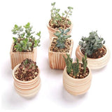 7,6 cm keramiek houtpatroon succulente pot cactus bloempot container plantenbak cadeau-idee set van 6