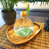 Kweekpot voor avocado's, kastanjes, eikels | Hoge kwaliteit kiemglas, speciaal tuincadeau, kweekset voor zaden, zaden, ziektekiemen