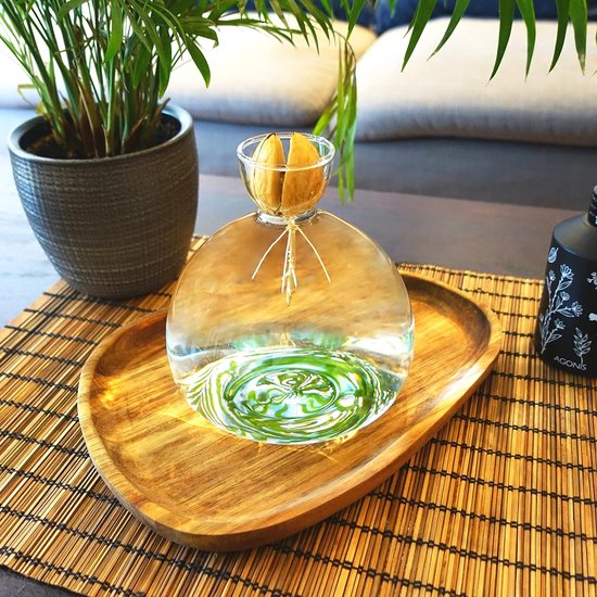 Kweekpot voor avocado's, kastanjes, eikels | Hoge kwaliteit kiemglas, speciaal tuincadeau, kweekset voor zaden, zaden, ziektekiemen