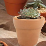 12 stuks terracotta vetplantenpotten, kleipotten, herbruikbare terracotta bloempotten, voor binnen en buiten, planten, handwerk, bruiloft (3 x 3 cm)