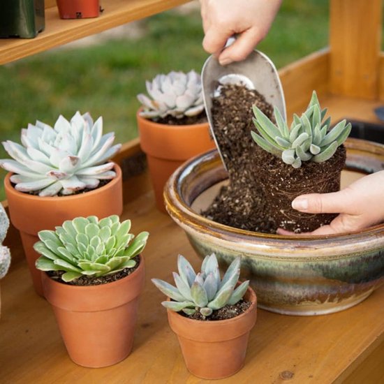 6 Grote Terracotta Potten 5.25" x 5.25" Bloempotten Klei Potten met Schotel en Drainage Gat Succulent Potten Kruid Pot Geweldig voor Planten Ambachten Huwelijkscadeau