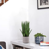 Kunstplant Sanseveria Kunstkamerplant, decoratieve plant, hoogte 40 cm, in cementpot