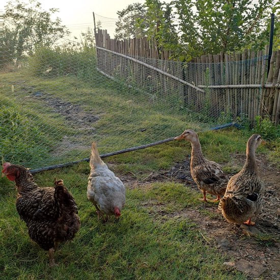 Vogelbeschermingsnet, Kippennet, Vijvernet ,Vogelnet (maaswijdte 2 cm of 3 cm), Pluimveenet, Tuinnet, Zwembadnet voor tuin, balkon of vijver, kersenboom, robuust UV-bestendig