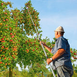 Fruitschaal met telescoop staal van Roestvrij staal, 4 meter, appelplaat met scharnier en schuimlaag, grijper met mand voor fruitappel, oranje, licht stabiel en ruimtebesparing