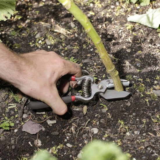 Spear & Jackson Snoeischaar papegaai 2delig - Bypass - takkenschaar - Snoeischaren - cadeau voor man - cadeau voor vrouw - bloemenschaar - Tuinscharen set - heggenschaar - papegaaienbek