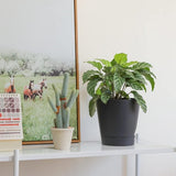 Bloempot, kunststof, met irrigatiesysteem, set van 6, zelfbewatering, met onderzetter, ronde plantenpot voor binnen en balkon, tuin, planten, vetplanten, cactussen, zwart