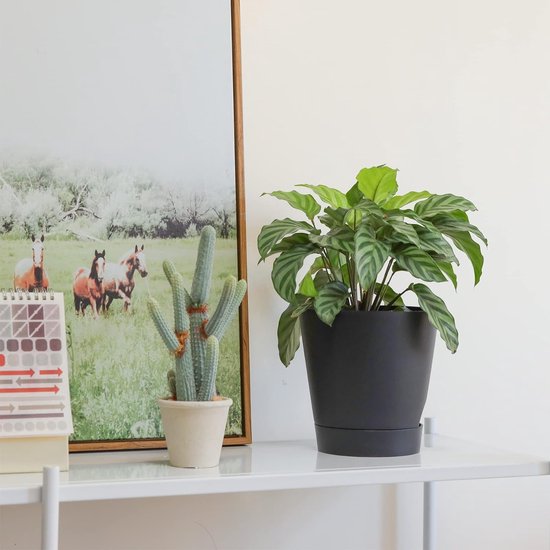 Bloempot, kunststof, met irrigatiesysteem, set van 6, zelfbewatering, met onderzetter, ronde plantenpot voor binnen en balkon, tuin, planten, vetplanten, cactussen, zwart