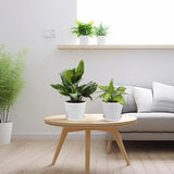 16 stuks 10 cm plantenpotten plantenpotten kweek bloempot kunststof klein met pallets kweekpotten kunststof potten planten rond voor zaden sappige bloemen voor thuis kantoor decoratie wit