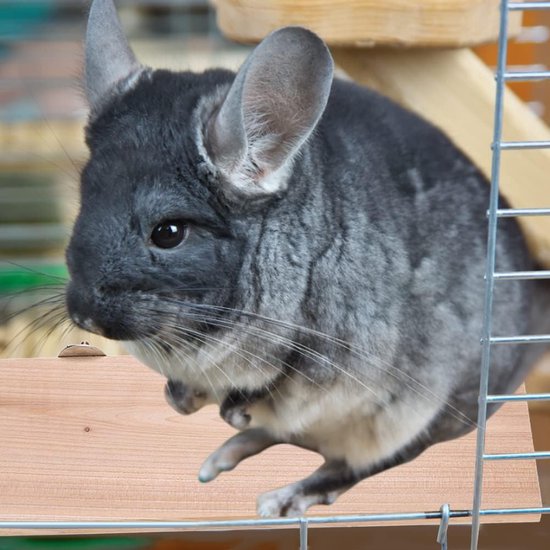 Hamster Platform rechthoek natuurlijke houten stand platform huisdier pedaal Raad kooi kauwen speelgoed kleine dieren habitat decor Voor muis Chinchilla Chipmunk rat