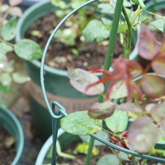 10 stuks plantensteunen voor de tuin, metaal, halfronde plantenhouder, bloemensteun voor potplanten, tomaten, groenten, roos, pioenroos (20 x 35 cm)