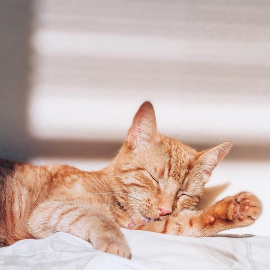 Kussen 65x65 Set van 4, kussen voor bed slaapkussen met machinewasbare hoes, gebroken sponskussen, voor thuis en hotel