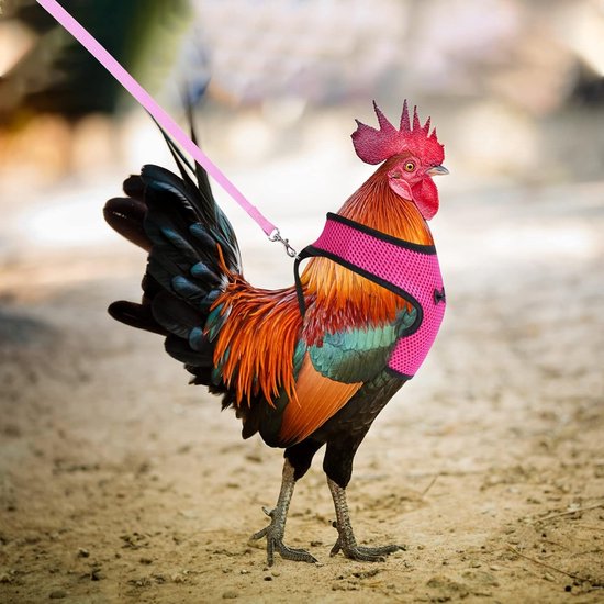 2 stuks verstelbaar kippenharnas, trainingsharnas en riem voor 7,5 - 8 kg eendengans, kippen, kleine huisdieren, roze-rood en blauw