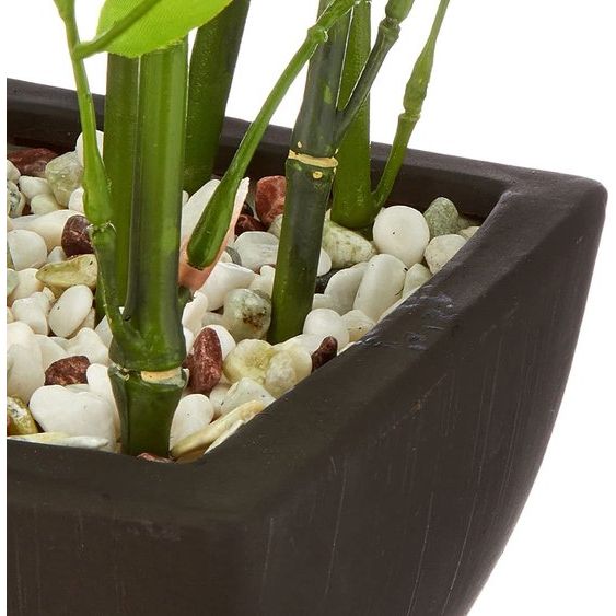 Decoratieve bamboeplant in pot