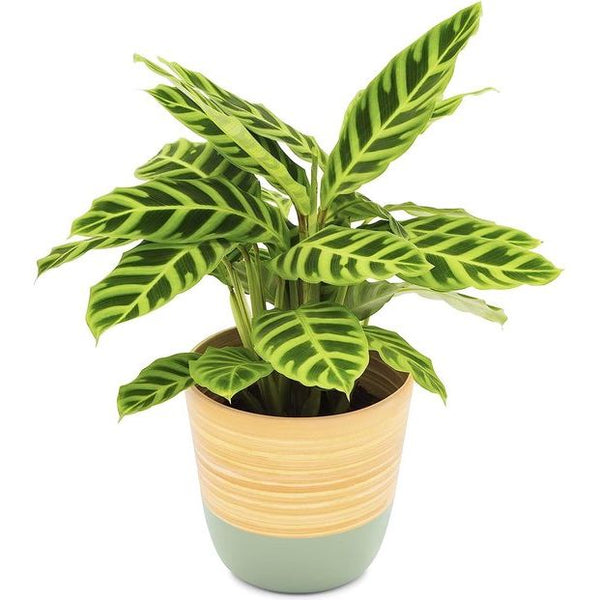 Stijlvolle handgemaakte bamboe bloempot, plantenpot, plantenbak, bloempotten, moderne plantenbakken voor kamerplanten, plantenpot, bloempot, medium 17 cm D x 16 cm H (Sage Green)