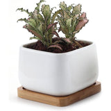 T4U 9,5CM Succulente Plantenpot Set van 2, Vierkant Keramiek Vetplant Bloempot met Bamboe Onderzetter, Binnen Klein Cactus Pot met Afvoergat Wit voor Sappige Aloë Kruid Decoratieve Geschenk