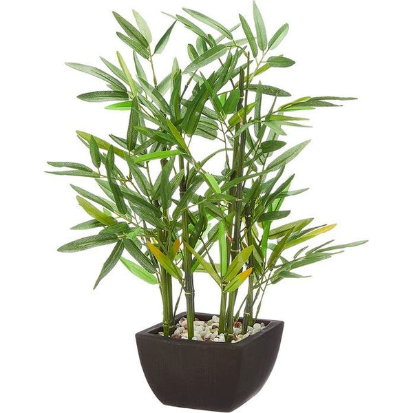 Decoratieve bamboeplant in pot