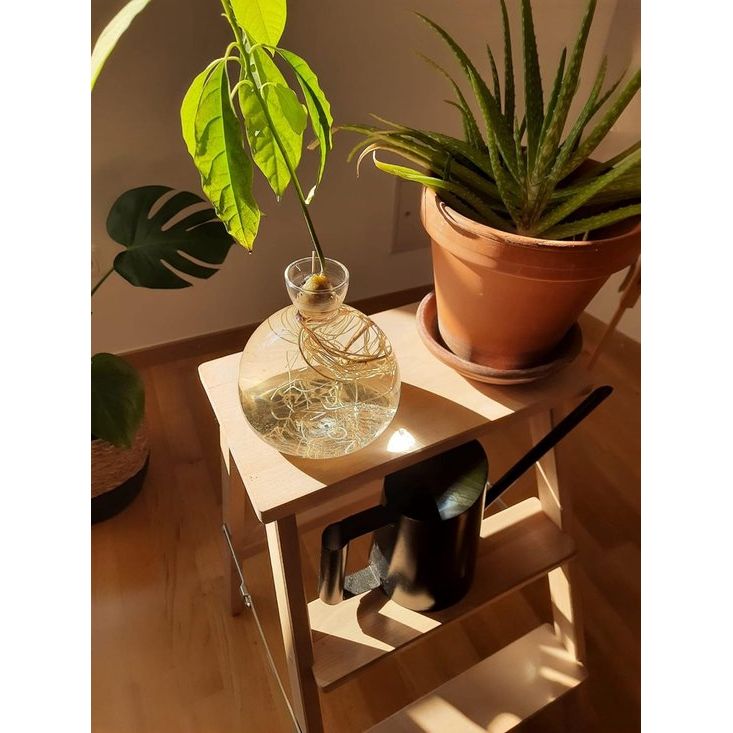 Kweekpot voor avocado's, kastanjes, eikels | Hoge kwaliteit kiemglas, speciaal tuincadeau, kweekset voor zaden, zaden, ziektekiemen